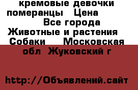 кремовые девочки померанцы › Цена ­ 30 000 - Все города Животные и растения » Собаки   . Московская обл.,Жуковский г.